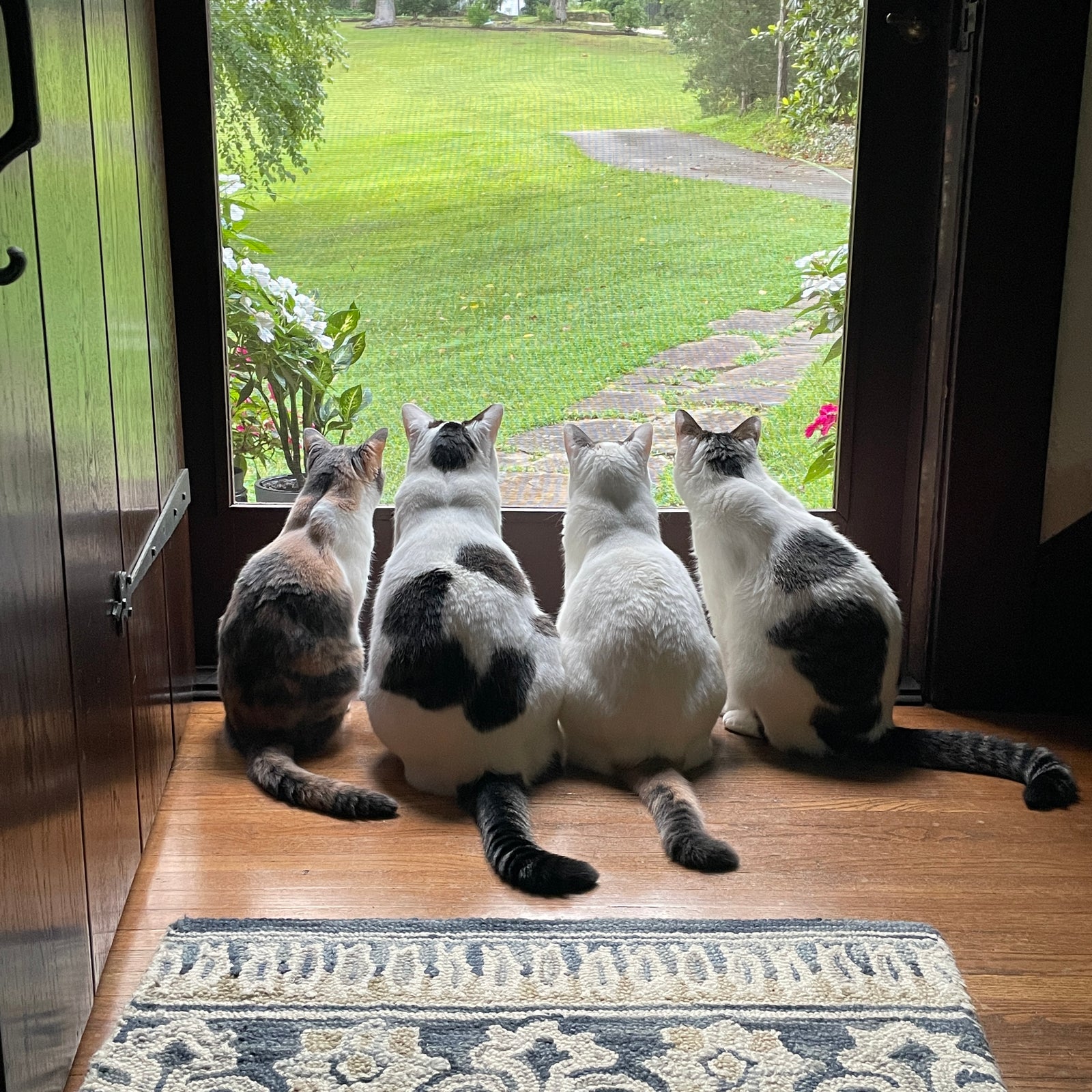 Jennifer's four cats sitting on a wooden floor looking out of a glass door at a green garden.