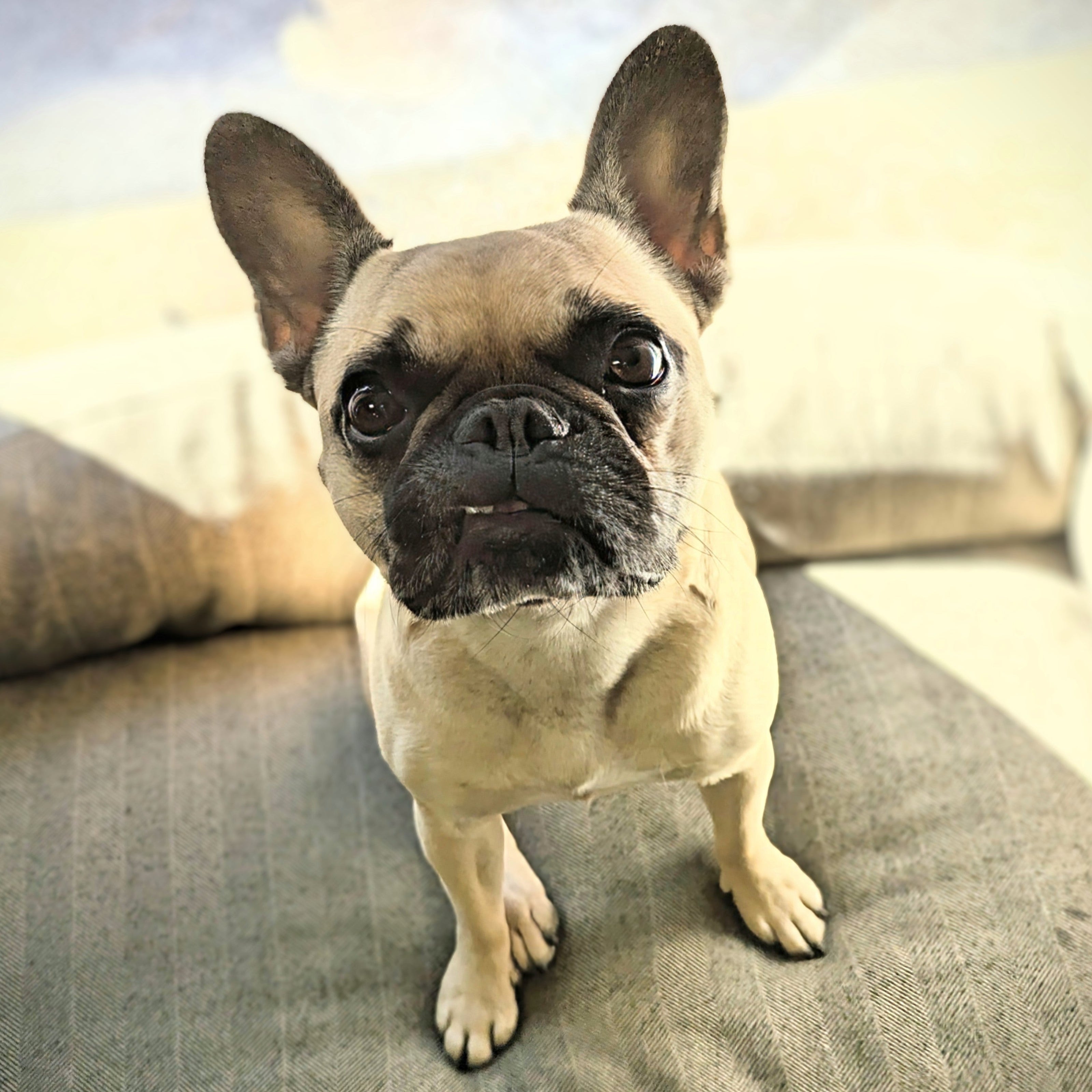 Megan's French Bulldog sitting on a textured surface with a blurred background